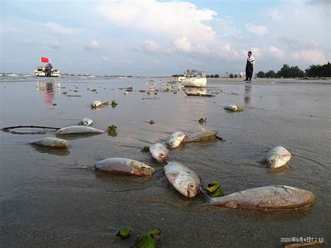 夢見魚死掉|夢見魚死掉了